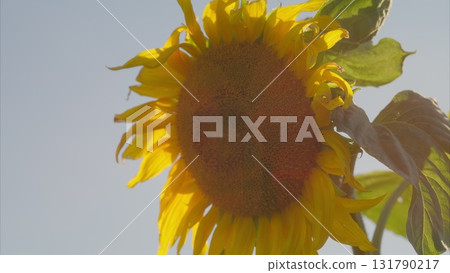 A bright and vibrant sunflower bloom flourishing beautifully in the warm sunlight of nature 131790217