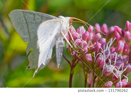 A pale swallowtail moth sucking nectar from a flower 131790262