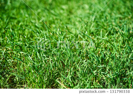 Natural green grass background 131790338