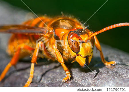 Close-up of a Japanese yellow hornet 131790701