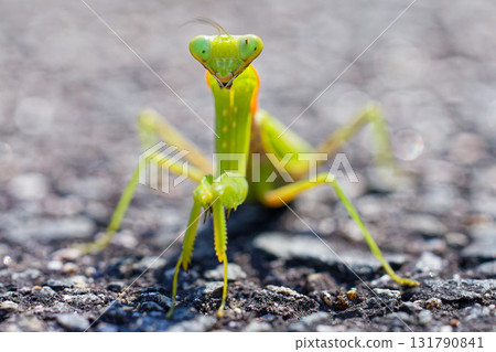 A praying mantis descended to the ground A praying mantis descended to the ground 131790841