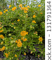 Lantana in full bloom 131791364