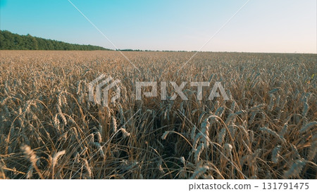 A Golden Wheat Field Beautifully Spreads Out Under A Clear Blue Sky, Safe And Serene 131791475