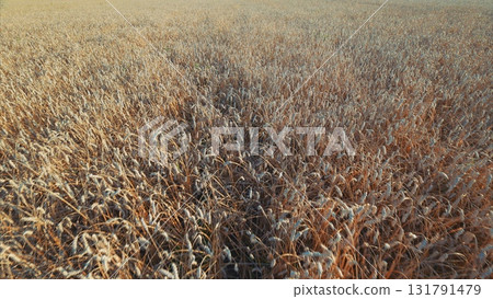 A Bountiful Field of Wheat Thriving Under the Beautiful Golden Sunlight in Autumn A Bountiful Field of Wheat Thriving Under the Beautiful Golden Sunlight in Autumn 131791479