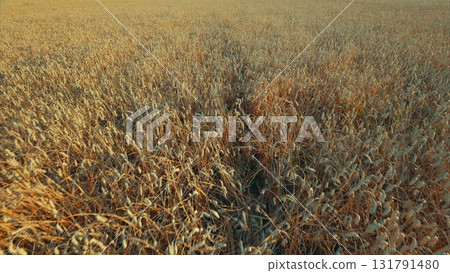 A Golden Field of Wheat During the Busy Harvest Season, Showcasing Agricultural Abundance 131791480