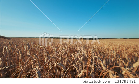 A Breathtaking Golden Wheat Field Under a Clear and Beautiful Blue Sky Expansively Spread A Breathtaking Golden Wheat Field Under a Clear and Beautiful Blue Sky Expansively Spread 131791481