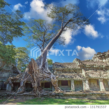 Ta Prohm temple tree roots under blue sky Angkor Cambodia 131791537
