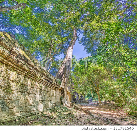 Ancient stone wall and forest in Angkor temple Cambodia 131791540