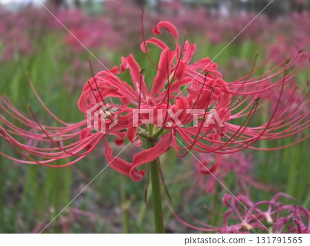 red spider lily red spider lily 131791565