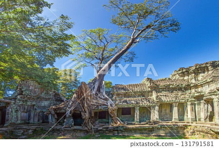 Tree growing over Ta Prohm temple ruins in Angkor Cambodia Tree growing over Ta Prohm temple ruins in Angkor Cambodia 131791581