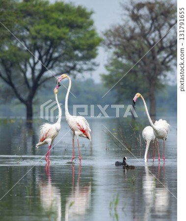 nature scenery or natural painting by Greater flamingo or Phoenicopterus roseus flock or flamingos family during winter migration at Keoladeo National Park Bharatpur bird sanctuary rajasthan india nature scenery or natural painting by Greater flamingo or Phoenicopterus roseus flock or flamingos family during winter migration at Keoladeo National Park Bharatpur bird sanctuary rajasthan india 131791655