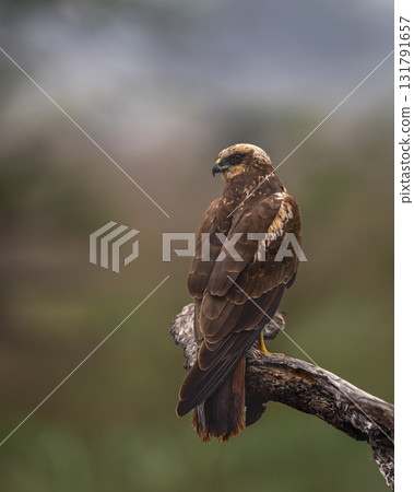 eurasian marsh harrier or Circus spilonotus portrait or closeup at keoladeo national park or bharatpur bird sanctuary rajasthan india large bird of prey perched with natural green background in winter 131791657