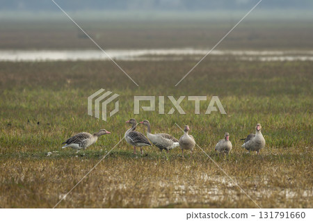 Greylag goose or Anser anser flock family at keoladeo national park or bharatpur bird sanctuary rajasthan india asia bird in open grassland with shallow water or wetland during winter season migration 131791660