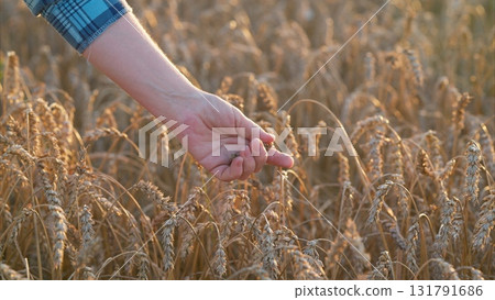 Harvesting Wheat in the Lush Golden Fields under the Bright Sunlight of Natures Splendor Harvesting Wheat in the Lush Golden Fields under the Bright Sunlight of Natures Splendor 131791686