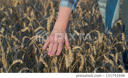 Gently Touching the Beautiful Golden Wheat in the Expansive Field Nearing Harvest Time 131791696