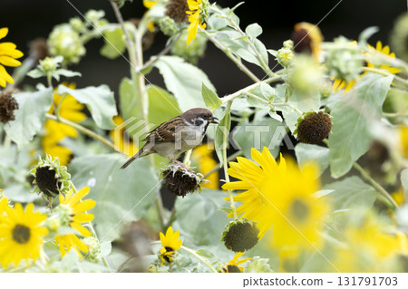 Sparrow 131791703