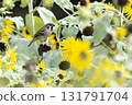 Sparrow 131791704