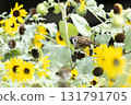 Sparrow 131791705