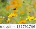 Powered by Translate 131791706