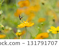 Powered by Translate 131791707
