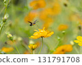 Powered by Translate 131791708