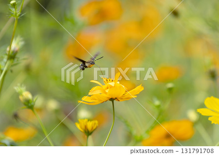 Powered by Translate 131791708