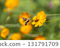 Powered by Translate 131791709