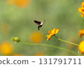 Powered by Translate 131791711