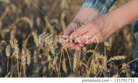 The process of Harvesting Wheat in the Golden Fields showcases the beauty of agriculture 131791713