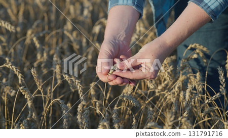 Harvesting Wheat in Fields Observing a CloseUp View of the Agricultural Process in Detail 131791716