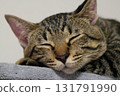 睡覺的貓 131791990