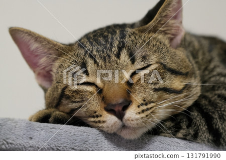 睡覺的貓 131791990