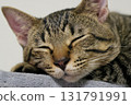 睡覺的貓 131791991
