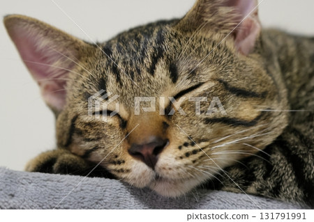 睡覺的貓 131791991