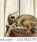 一隻野雞貓在貓塔上打哈欠 131792179