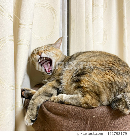 一隻野雞貓在貓塔上打哈欠 131792179
