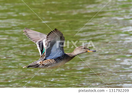 A female teal in flight 131792209