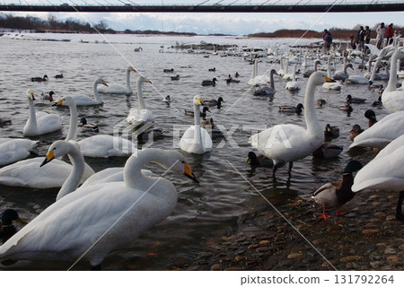 Whooper swans come to Siberia for wintering. Tokachi River bank 1 Whooper swans come to Siberia for wintering. Tokachi River bank 1 131792264