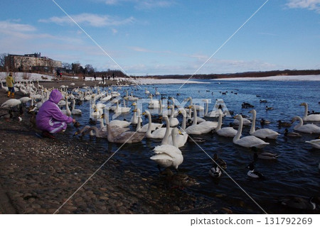 Whooper swans come to Siberia for wintering along the Tokachi River bank. 131792269