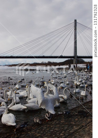 Whooper swans come to Siberia for wintering along the Tokachi River bank. 131792328