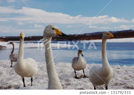 Whooper swans come to Siberia for wintering along the Tokachi River bank. Whooper swans come to Siberia for wintering along the Tokachi River bank. 131792333
