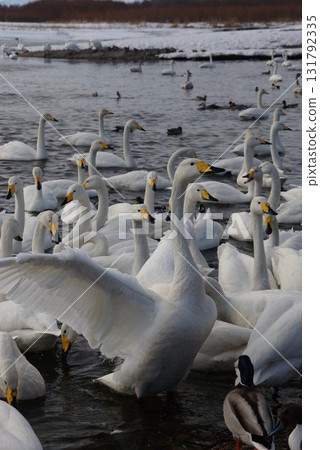 大天鵝來到西伯利亞，在十勝川沿岸過冬。 131792335