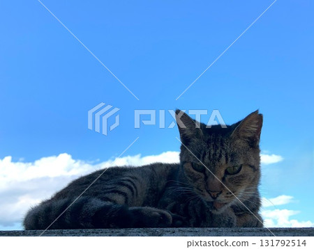 一隻貓在藍天下舒服地打盹 一隻貓在藍天下舒服地打盹 131792514