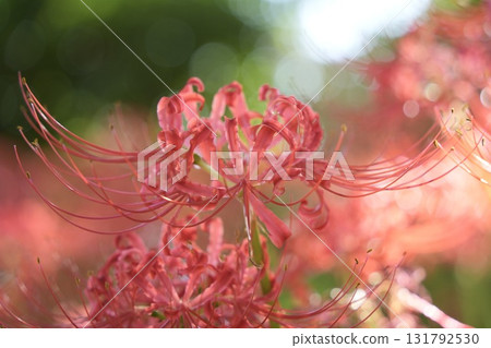 Beautiful, softly shining cluster amaryllis in autumn scenery 131792530
