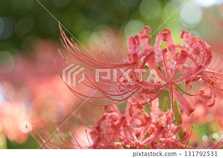 Beautiful, softly shining cluster amaryllis in autumn scenery 131792531