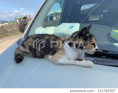 貓睡在車上 貓睡在車上 131792567