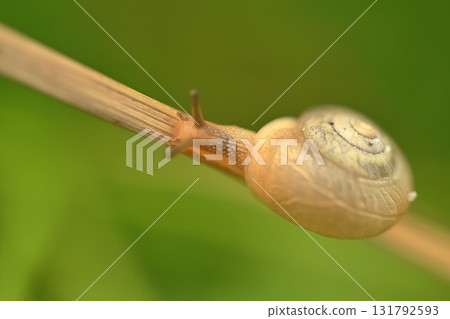 蝸牛抬頭 131792593