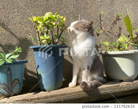 Bowl and cat 131792610