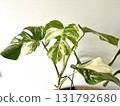 Monstera Albo variegated plant close up 131792680