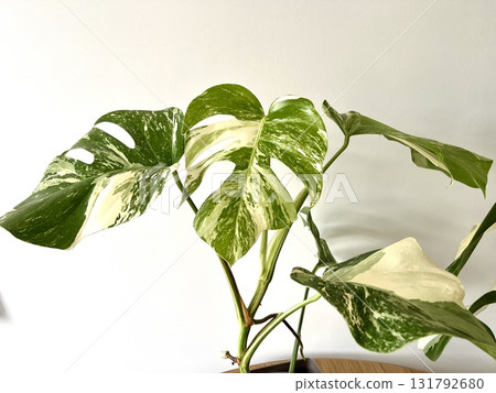 Monstera Albo variegated plant close up 131792680